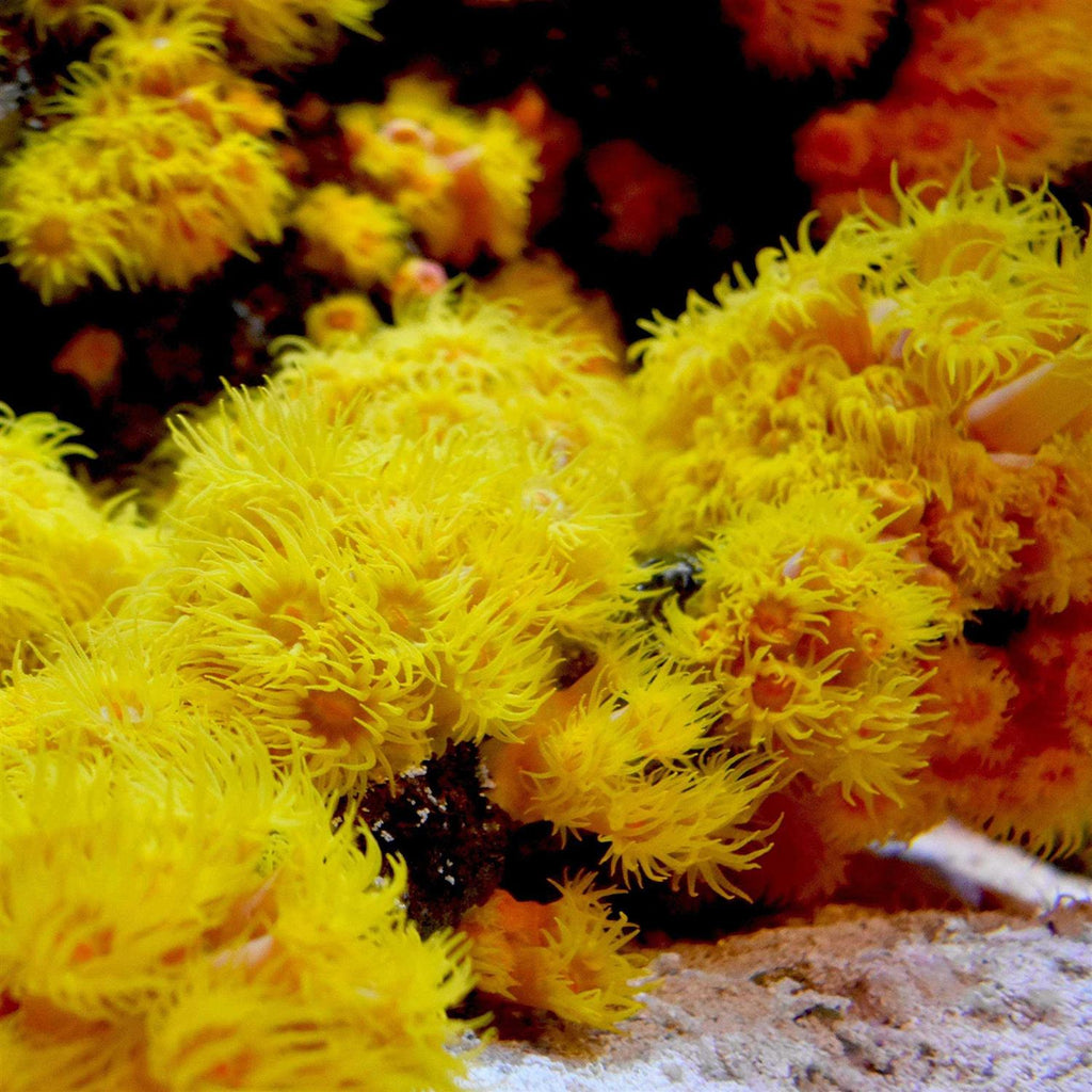 Reef Iodide M171