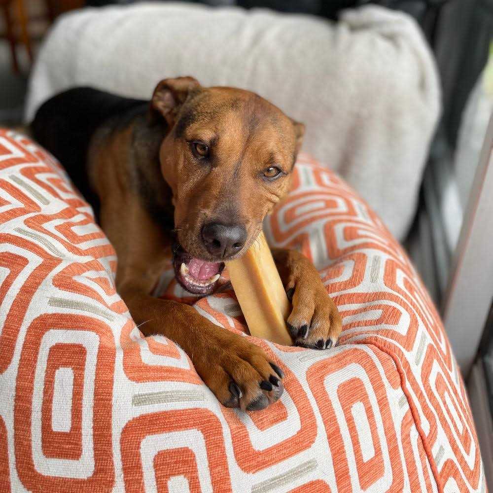 Dog Chew R2721