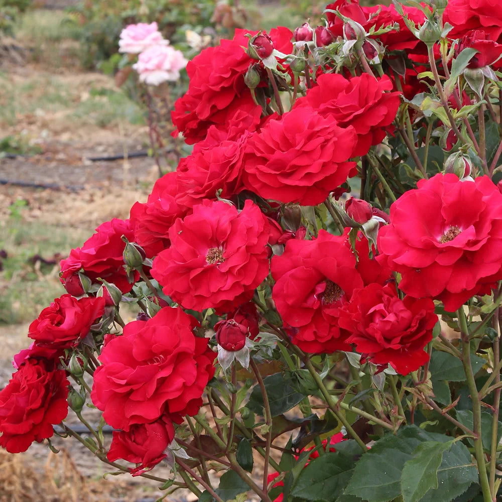 Floribunda Rose Bush X604