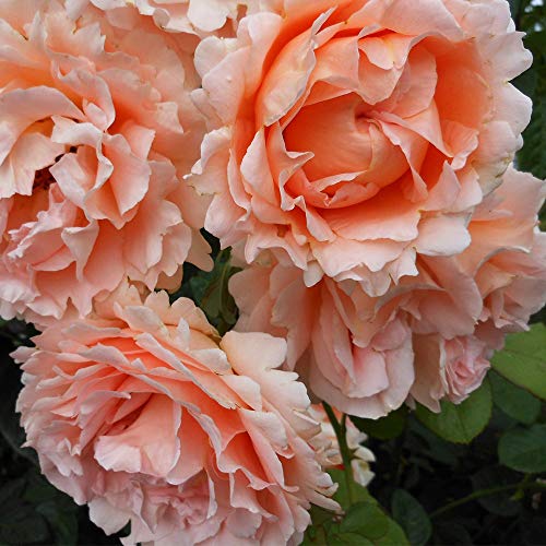 Apricot Climbing Rose Live Plant C579004
