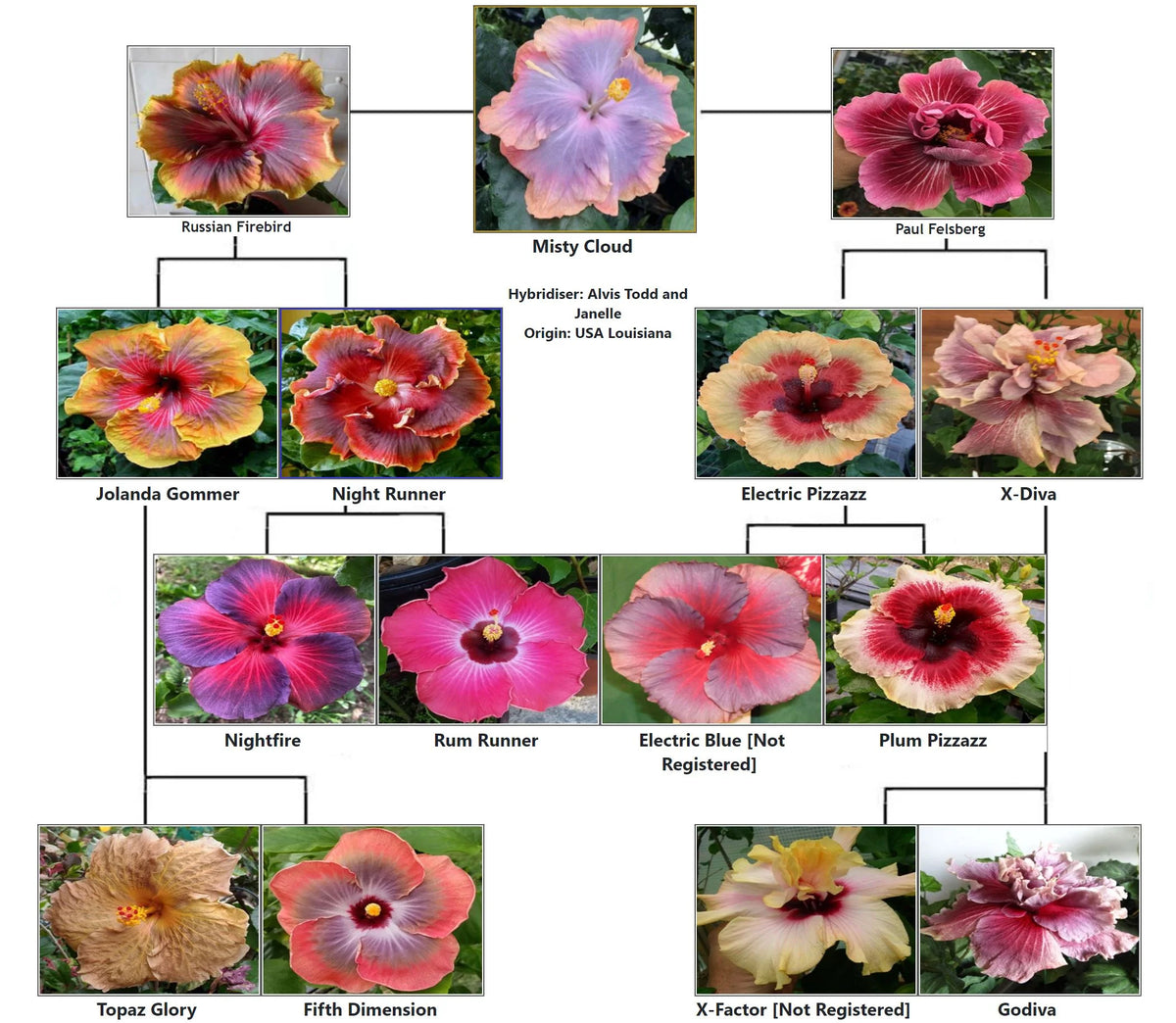 Tropical Hibiscus Plant in 4" pot T706153
