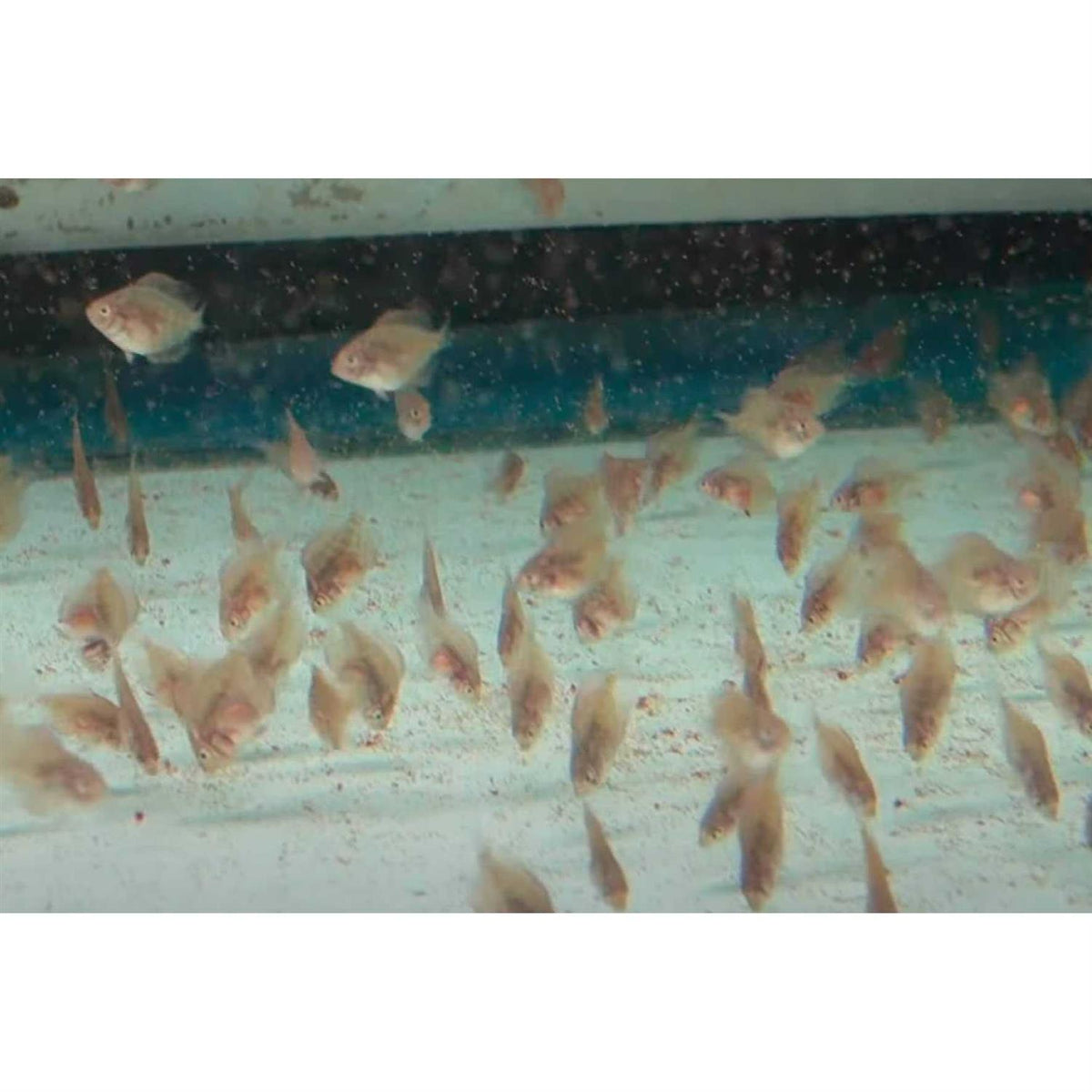 Brine Shrimp Eggs 90% Hatch J134