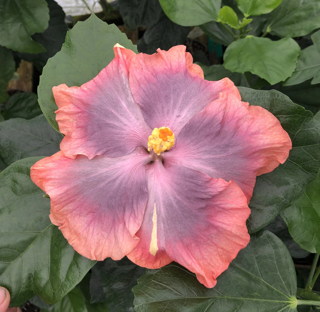 Tropical Hibiscus Plant in 4" pot T706153