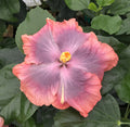 Tropical Hibiscus Plant in 4" pot T706153