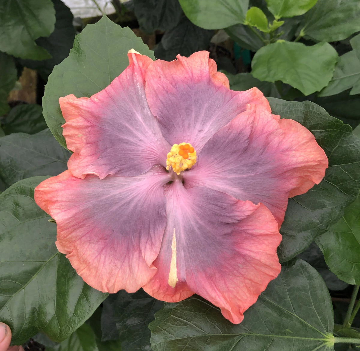 Tropical Hibiscus Plant in 4" pot T706153