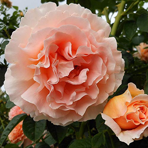 Apricot Climbing Rose Live Plant C579004