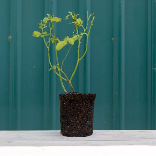 Apricot Climbing Rose Live Plant C579004
