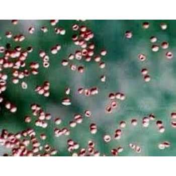 Brine Shrimp Eggs 90% Hatch J134