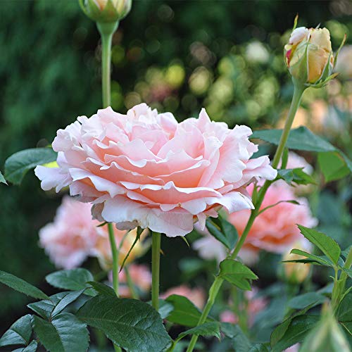 Apricot Climbing Rose Live Plant C579004